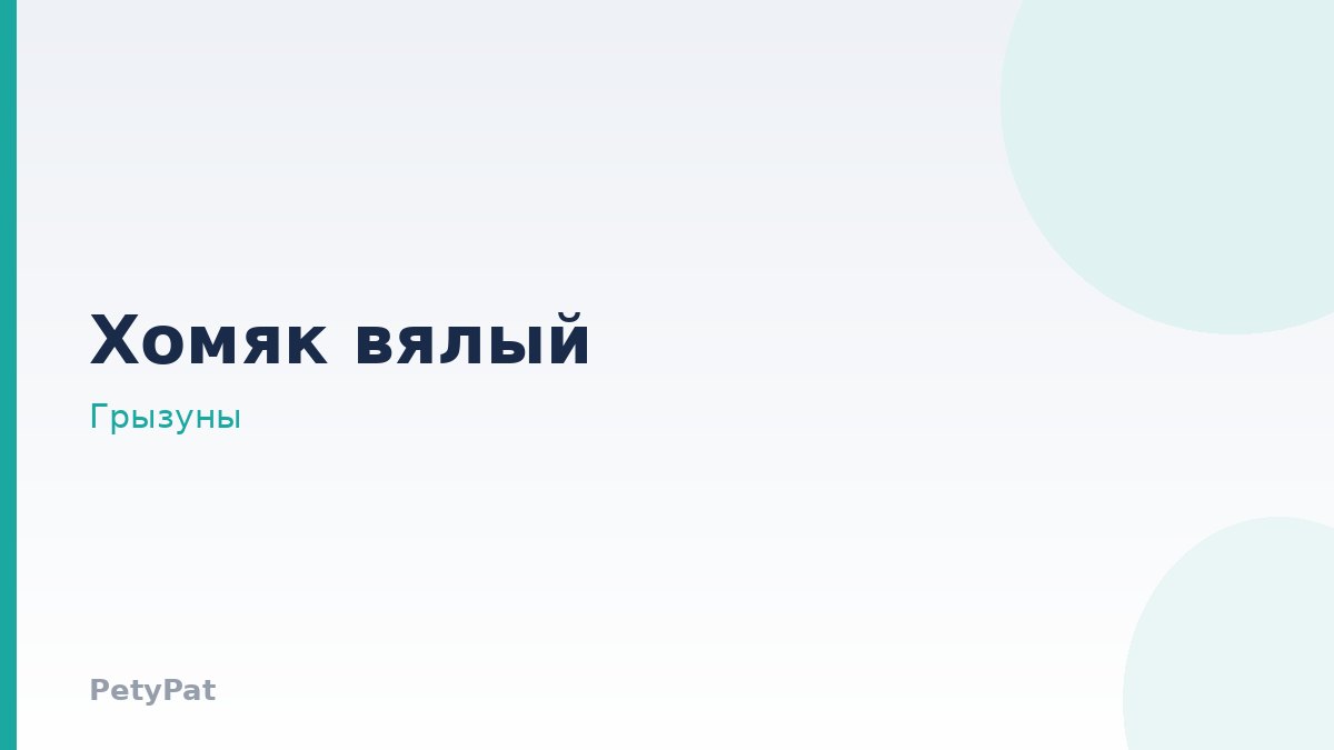 Мелкий грызун: болезни хомяков