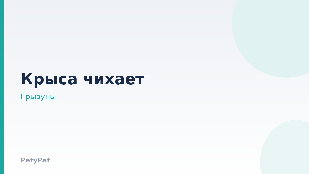 Декоративный грызун: болезни дыхательных путей