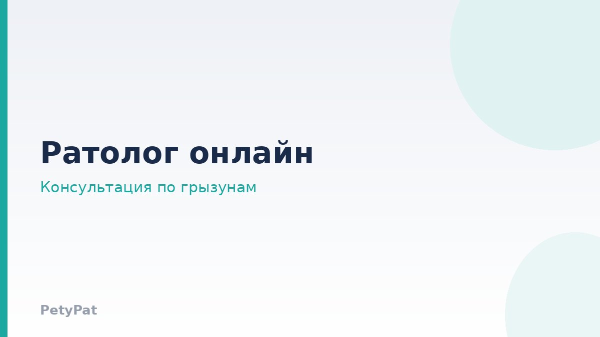 Онлайн-консультация врача-ратолога по грызунам