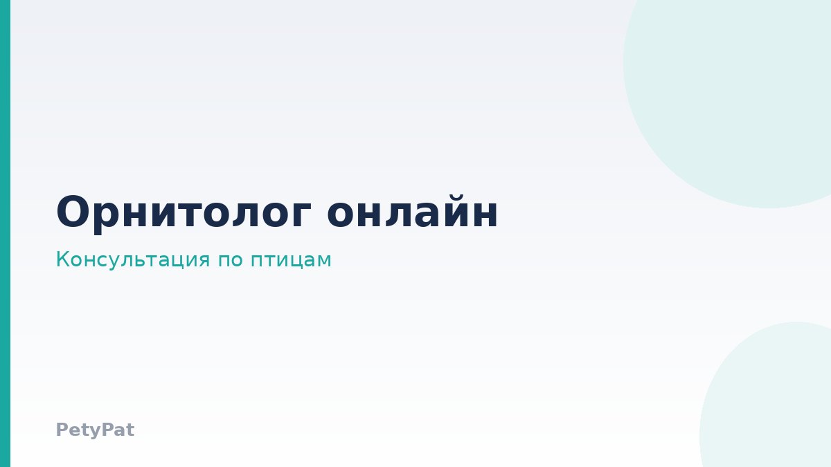 Онлайн-консультация врача-орнитолога по птицам