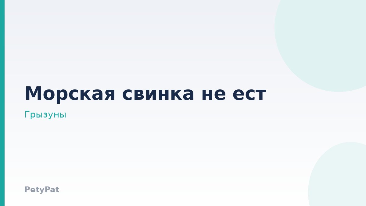 Морская свинка: отказ от еды у грызунов
