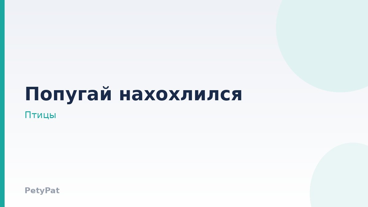 Ожереловый попугай: признаки болезни у птиц