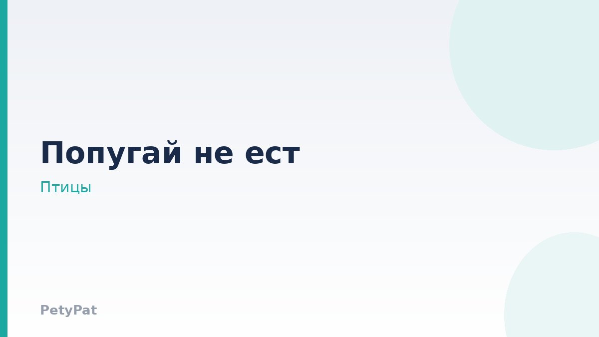 Попугай корелла: отказ от корма у птиц