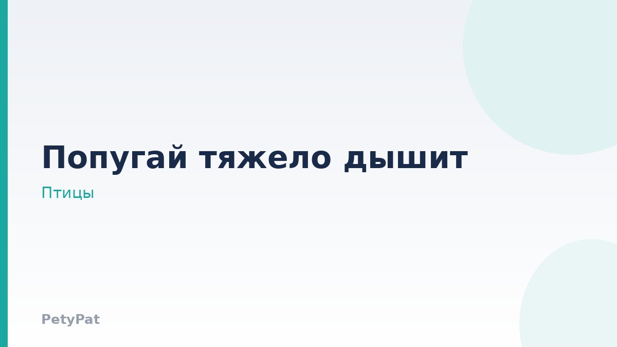 Попугай: проблемы с дыханием у птиц